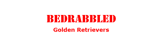 &nbsp;Bedrabbled Golden Retrievers